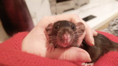 New baby: Romeo! (BLACK DUMBO!!!!!!)He’s so frigging adorable I’m screeching.  He is in 