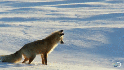 cineraria:Fox Dives Headfirst Into Snow | North America - YouTube