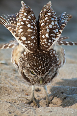 owlsday:  Burrowing Owl by Kyle Peterson
