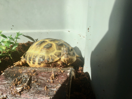 Mom, this shadow is trespassing in my corner!  Make this rude shadow move away!