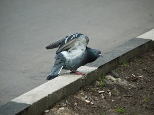 galaxycarm: quock-ko: Very cute stretch moves that some birds do, pigeons included. Wings up tight