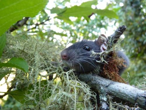 ainawgsd: The black rat (Rattus rattus), also known as ship rat, roof rat, or house rat—is a common 