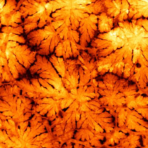 Welcome to nanoscale fall, y'all.
These lovely leaves are actually the dendritic sprawl of lithium growing inside a battery. We use a technique called transmission electron microscopy to study the emergence of the atomic structures that cause...