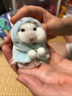 awwww-cute:  Hamsters too feel cold… (Source: