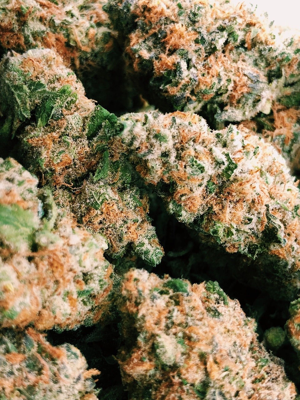 turntstoner:some super lemon skunk my friend brought on our hike yesterday🌞🍋🌀