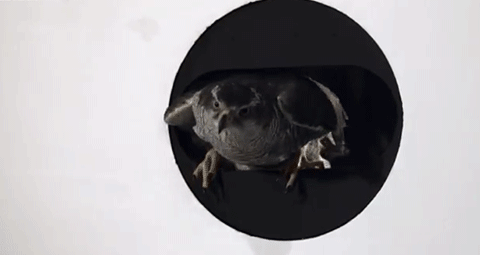 house-of-gnar:  Goshawk demonstrates maneuvering abilities | BBC Two