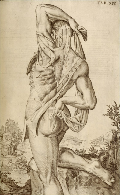 theangelofhistory:  17th Century Anatomical Striptease, 1627.  From the wonderful New York Academy of Medicine blog. 