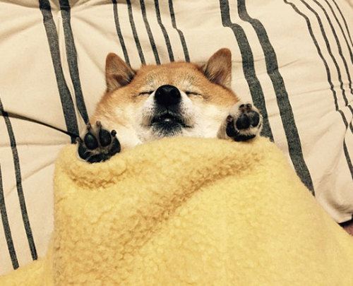 absolutedoge:When you go to sleep after a hard day