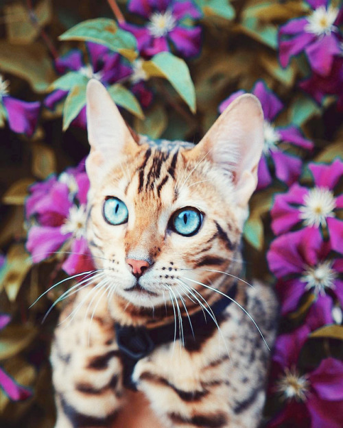 inkxlenses:Suki’s Adventures | by Marti Gutfreund