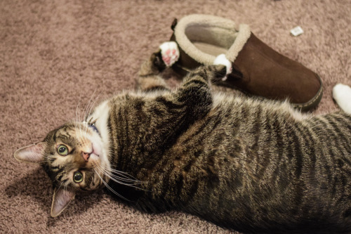 whimsicalwoofs: Caught! Kicking a slipper 