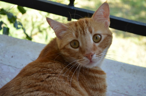 Cat Area
