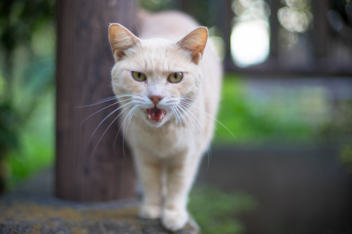 theuserformerlyknownas778:  neko by rahen z  http://flic.kr/p/z374K5 
