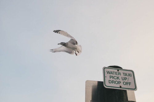 Take Flight | Commercial Street | Old Port