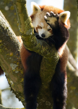 theanimaleffect:  No photos please by JasonBrownPhotography