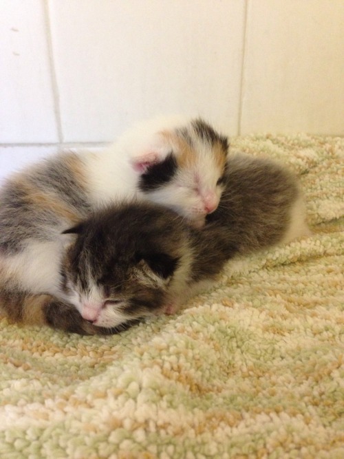 famaululat:Seeking Loving Homes for Kittens in Central FL Well, it’s kitten season again. These love
