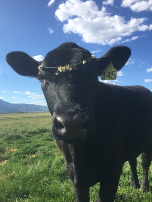 thehaust: ainawgsd: Cows with Flower Crowns I have found perfection.
