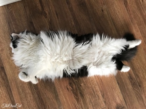 theoreocat:A mop of fluffSNORGLE THAT BELLY IMMEDIATELY!!!