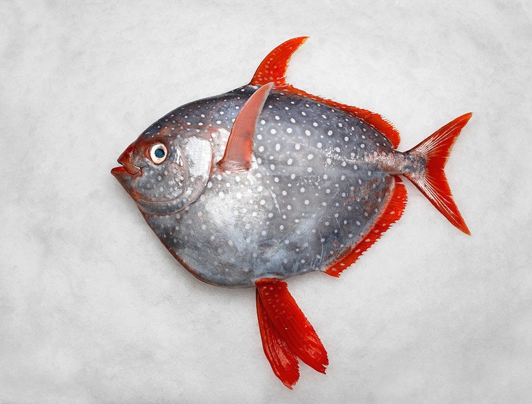 effington:
“ adapto:
“  Scientists have discovered the first fully warm-blooded fish
It’s one of the most basic biology facts we’re taught in school growing up: Birds and mammals are warm-blooded, while reptiles, amphibians and fish are cold-blooded....