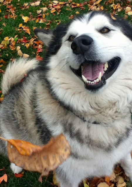 Porn thecutestofthecute:  Alaskan Malamute appreciation photos