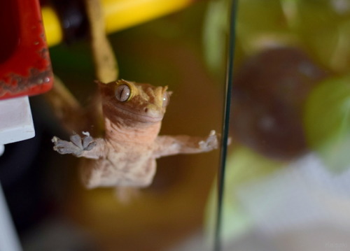 shinyx2:So I look up and Georgie is half on the glass with his 2 front legs, his right rear leg on t