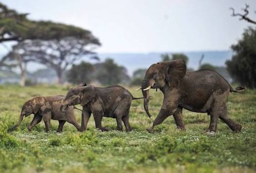 mothernaturenetwork:   Elephants are worth 76 times more alive than dead  via Mother Nature NetworkE