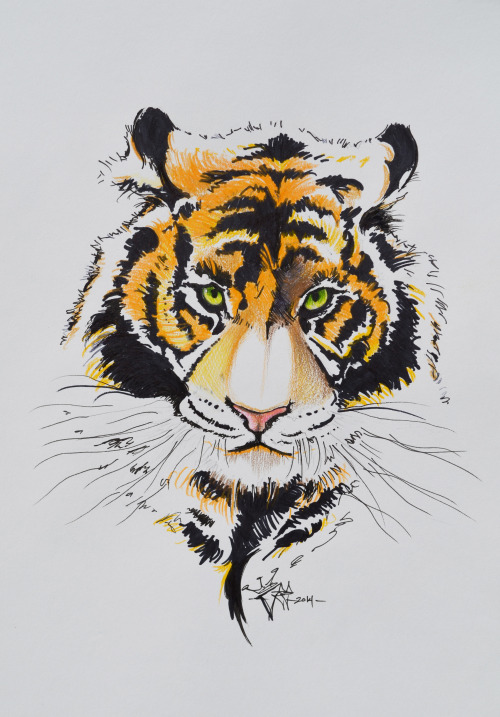 artmindbodysoul: Bengal Tiger / Wild Orange Cat ღ Love Tigers XO