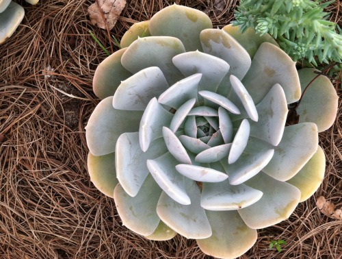 A beautiful Echeveria from the Berkshire Botanical Garden.  I love how the leaves as they appro