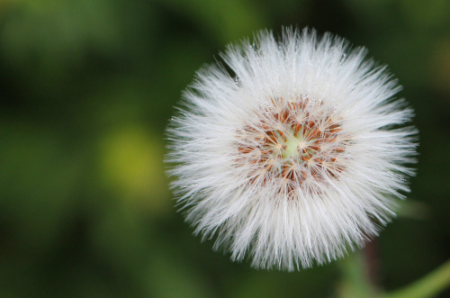 Dandelion seed head.