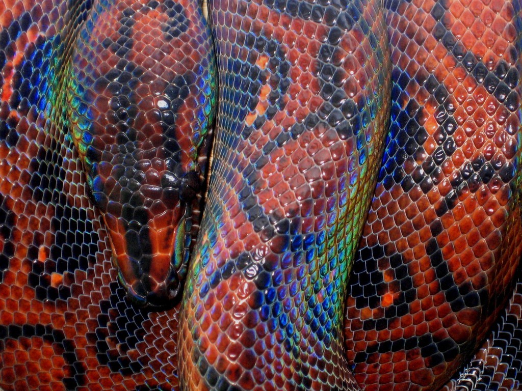 creepicrawlies:  Rainbow Boa by Proteon
