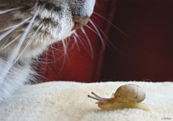 ilovedotcat:  カタツムリさんと猫 