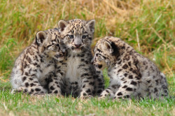 magicalnaturetour:  Snow Leopard Cubs (by dingopup)