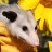 opossummypossum:Opossum, Keeper of Mail, Defender of Porch