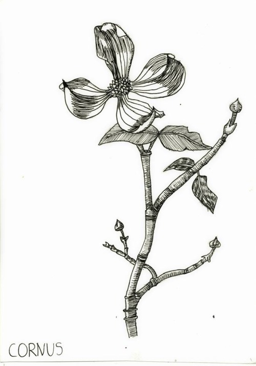mondchild:10 out of 20 scientific illustrations I drew for my course :)
