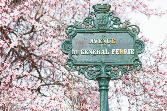 floralls:Cherry blossoms in Paris (by Paris in Four Months) 