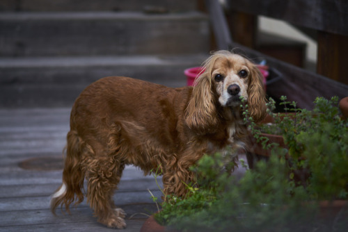 Jenny-bear, 15 this year, my little adoring and adorable shadow.67/365