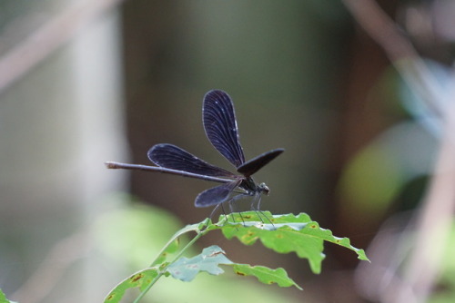 “Four winged dragon fly of slme sort near Wazuka! Beautiful and slow moving…” Hel