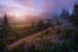 woodendreams:  Mount Rainier, Washington,