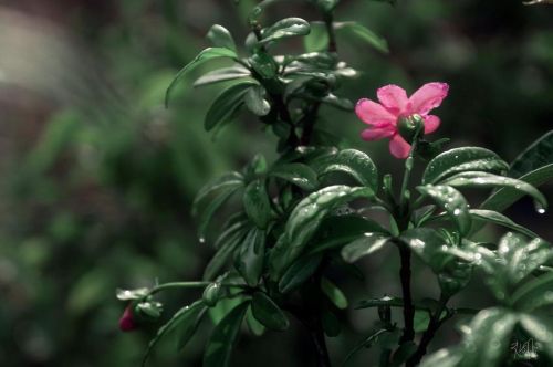 Lost #raw_pink  #floral_shots  #exquisitepics20_floral  #exquisitepics20_macro  #9vaga_flowerscolor9