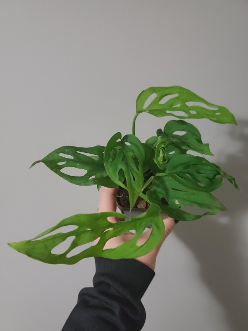 wanderingtrails: ANOTHER MONSTERA MONDAY!My mom’s monstera adansonii named Centous has grown s