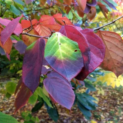 I think this has to be my all-time favourite tree. The range of colours is absolutely stunning - no 