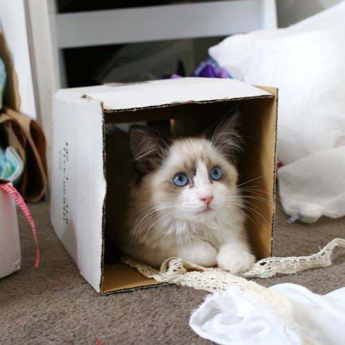 ladydeathwhisper:Lady LOVES boxes!