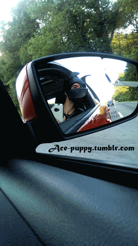 ace-puppy:  my owner took me for a ride today :3  Beyond cute! *wags*
