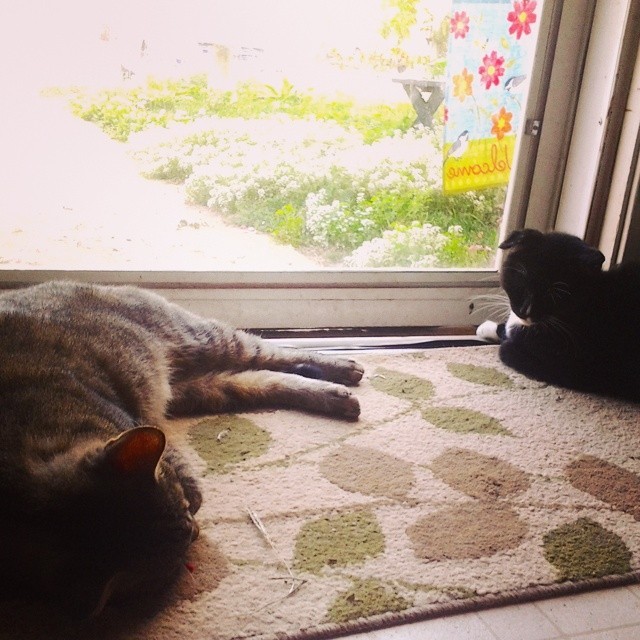 My two guard cats napping on their watch. :) #cats #catnap #catsleeping