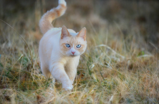 #cream-colored-cat on Tumblr