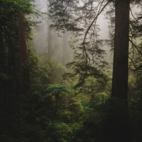channelyouranger: Foggy Forest by Kevin Russ