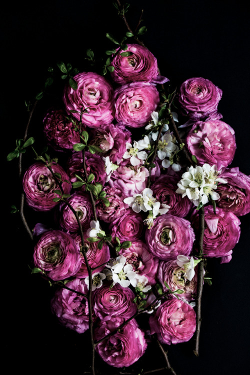 Ranunculus & Branches©Botanic Art