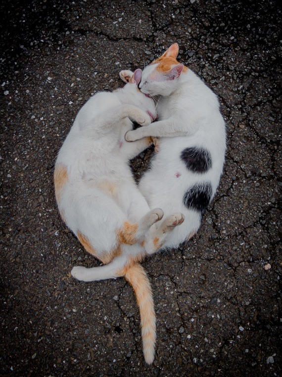 hashitaka:  girls: Crema and Shizuk 