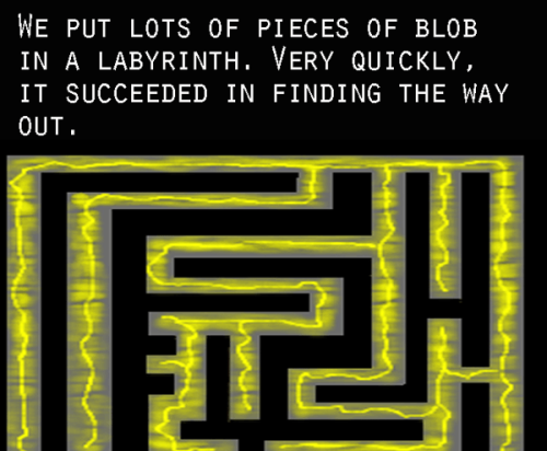 bogleech:tedx:Beware of The Blob! In this talk from TEDxToulouse, biologist Audrey Dussutour uncover