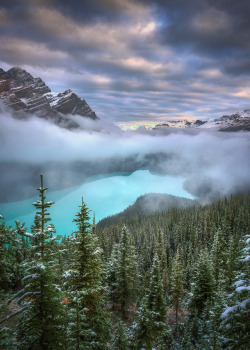 coiour-my-world:Misty morning at Peyto Lake || Ryan Buchanan
