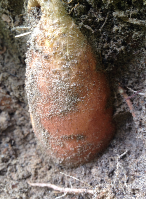 Sweet Potato progress Looking like harvest will be about mid September